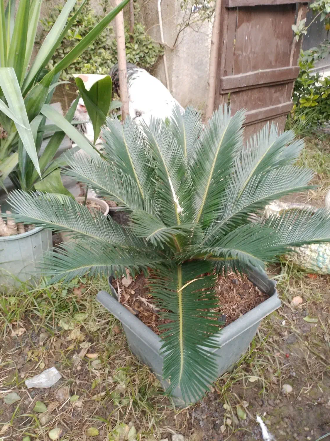 انواع گل حیاطی وداخل منزل|گل و گیاه طبیعی|رامسر, |دیوار