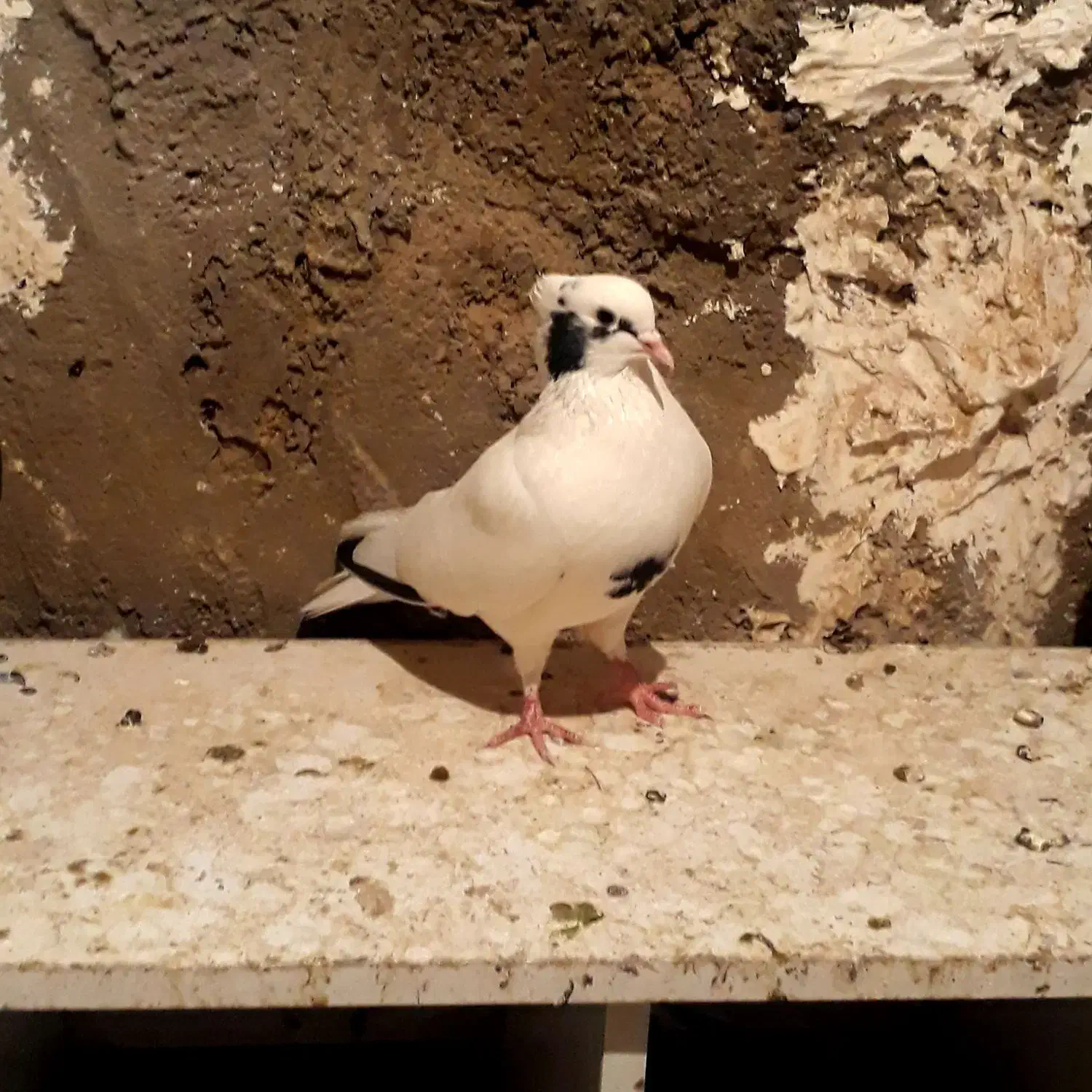 کبوتر|پرنده|ملکشاهی, |دیوار