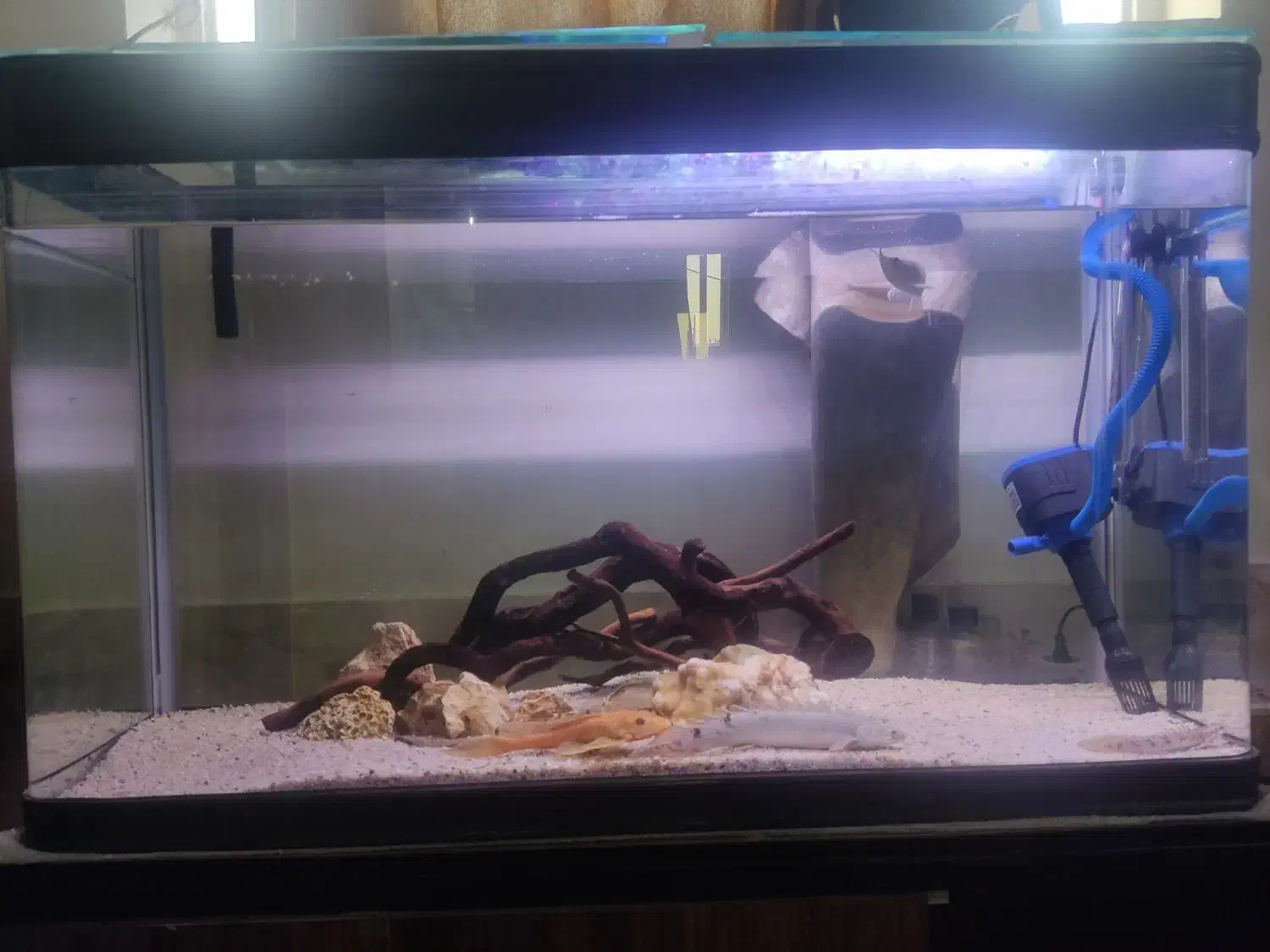 اکواریوم با ماهی|ماهی|شیراز, شاپورجان|دیوار