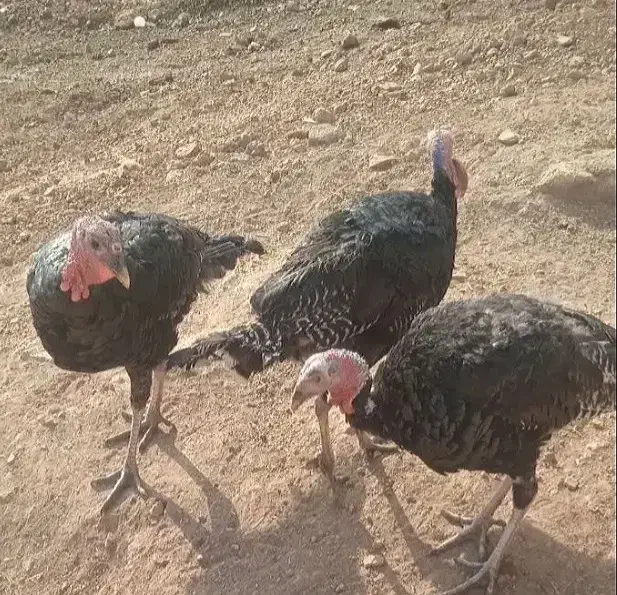 بوقلمون‌ماده‌‌جوان وچاق|حیوانات مزرعه|صحنه, |دیوار