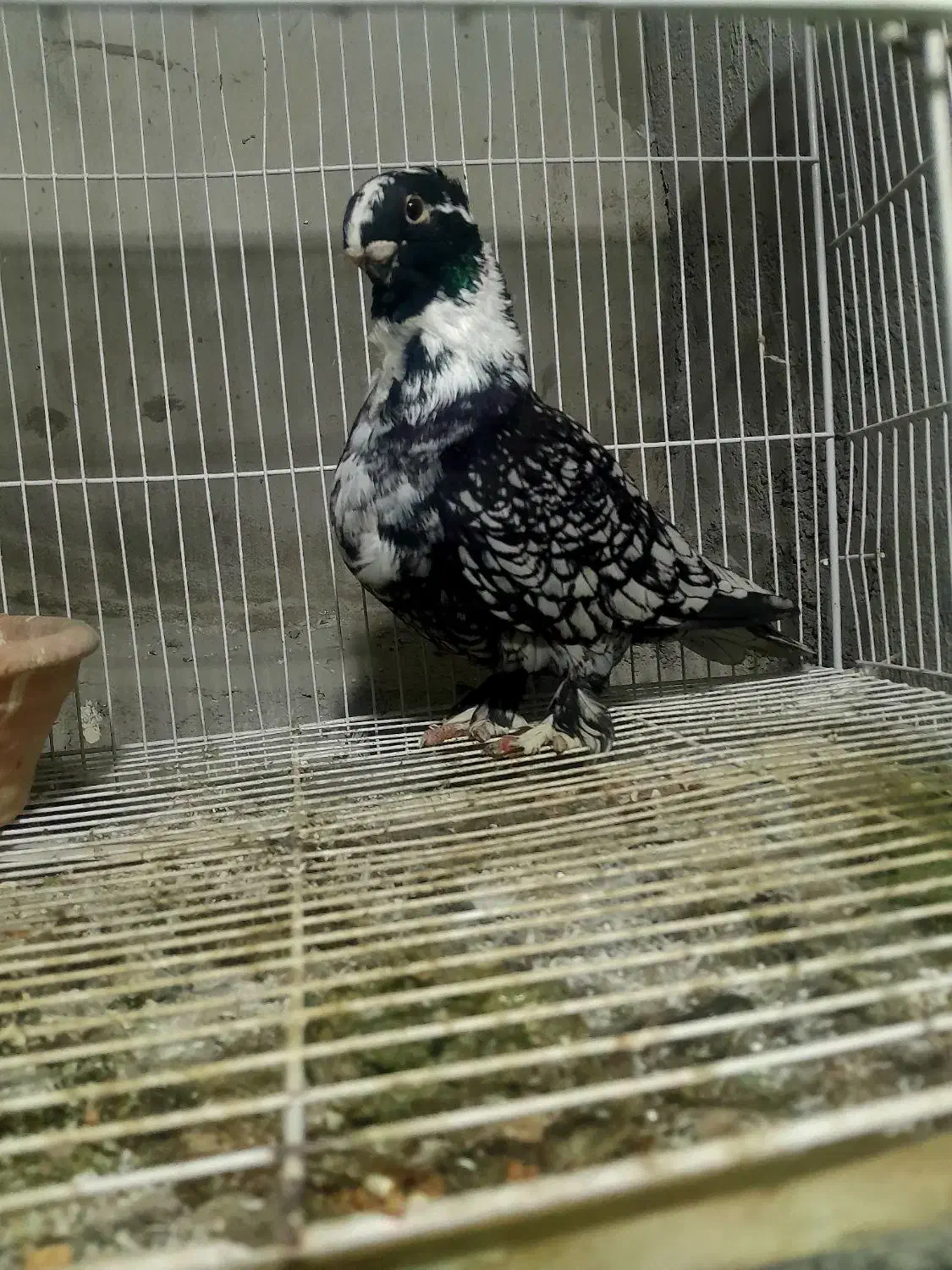 کبوتر بلاندنیت|پرنده|آمل, |دیوار