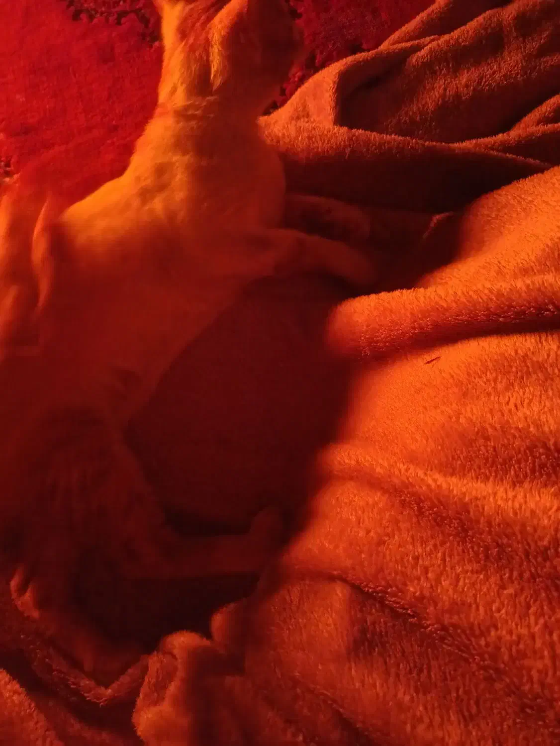 گربه ۷ ماهه|گربه|چرام, |دیوار