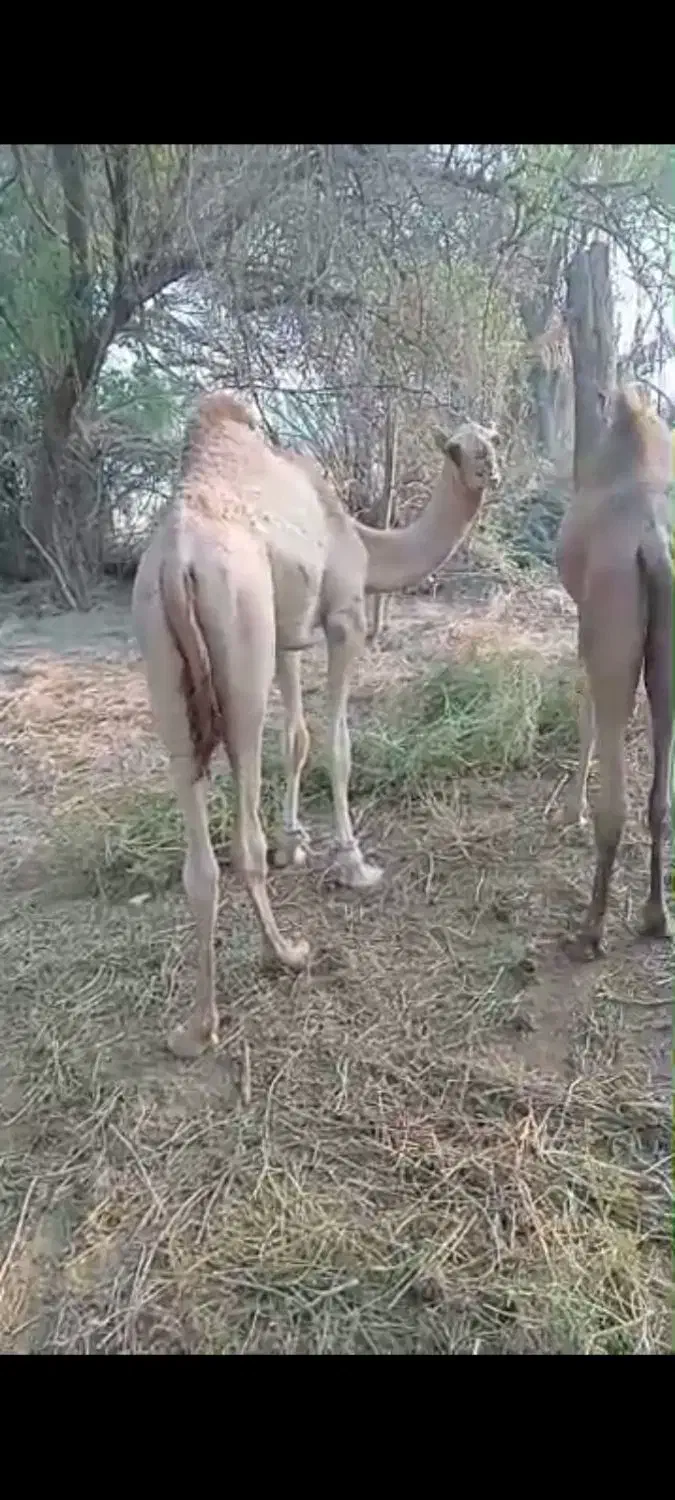 شتر نر پاکستانی داشتی|حیوانات مزرعه|میناب, |دیوار