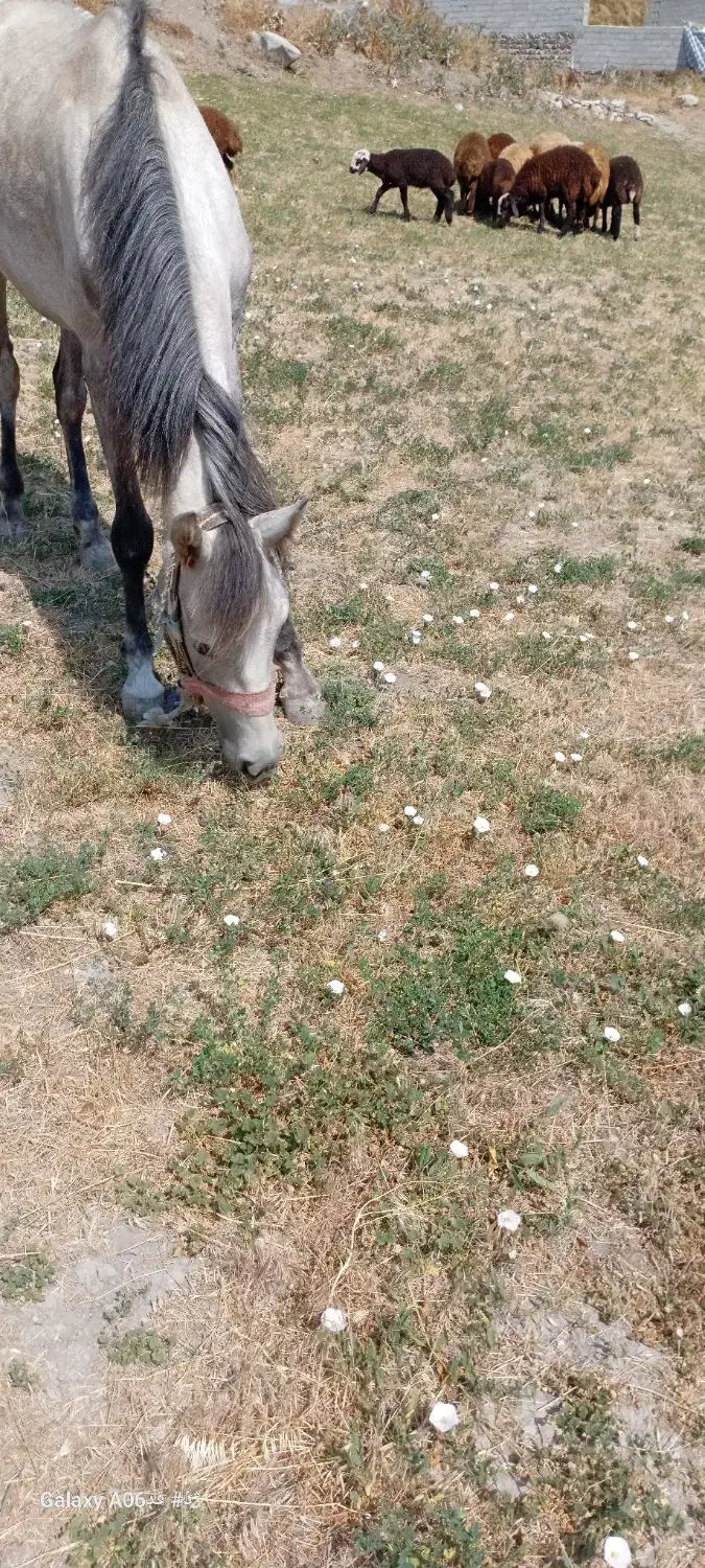 اسب‌۳‌ساله‌کرد|اسب و تجهیزات اسب‌سواری|ورزقان, |دیوار