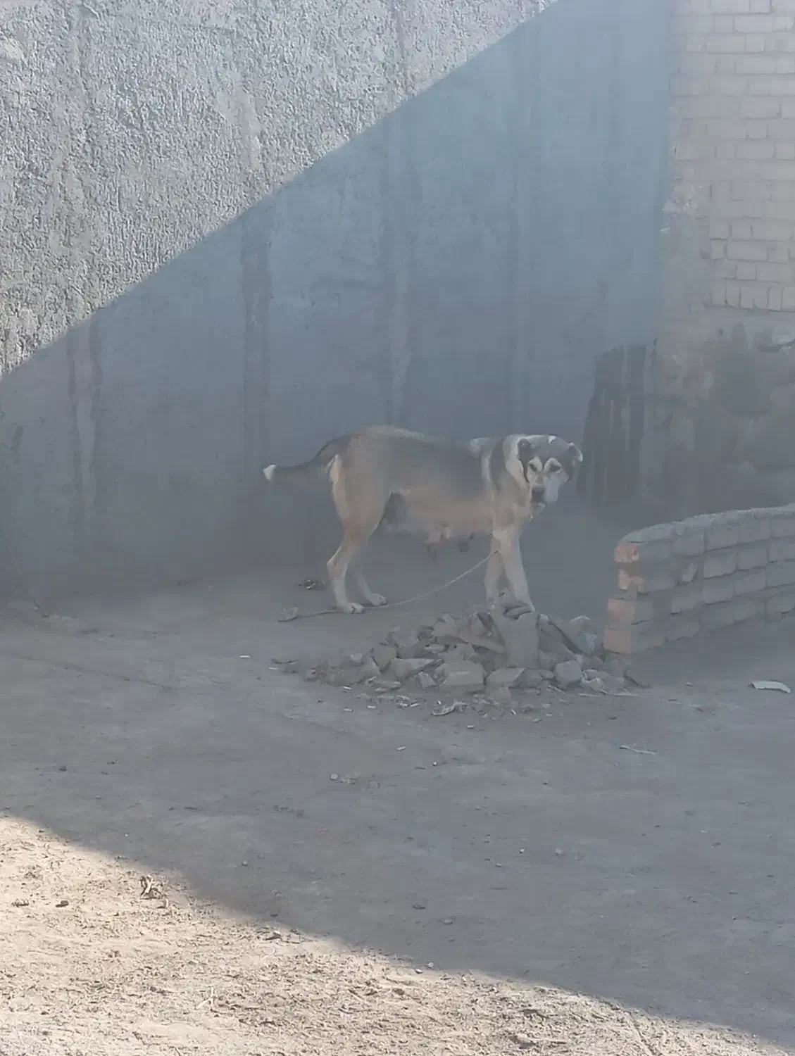 ماده خراسانی|سگ|نیشابور, ده حلاج|دیوار