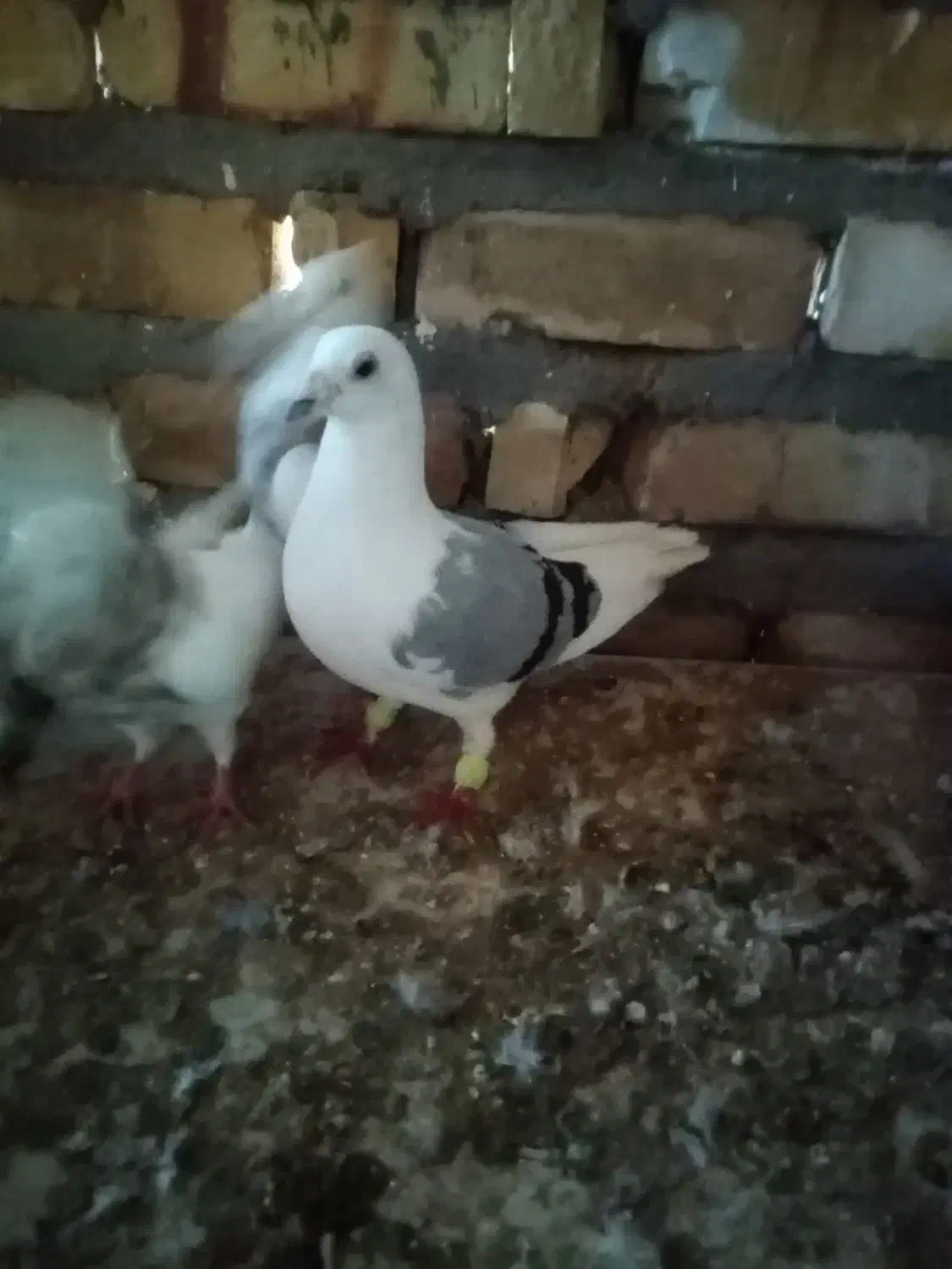 کبوتر|پرنده|تایباد, |دیوار