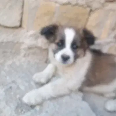 سگ پاکوتاه|سگ|یزد, |دیوار