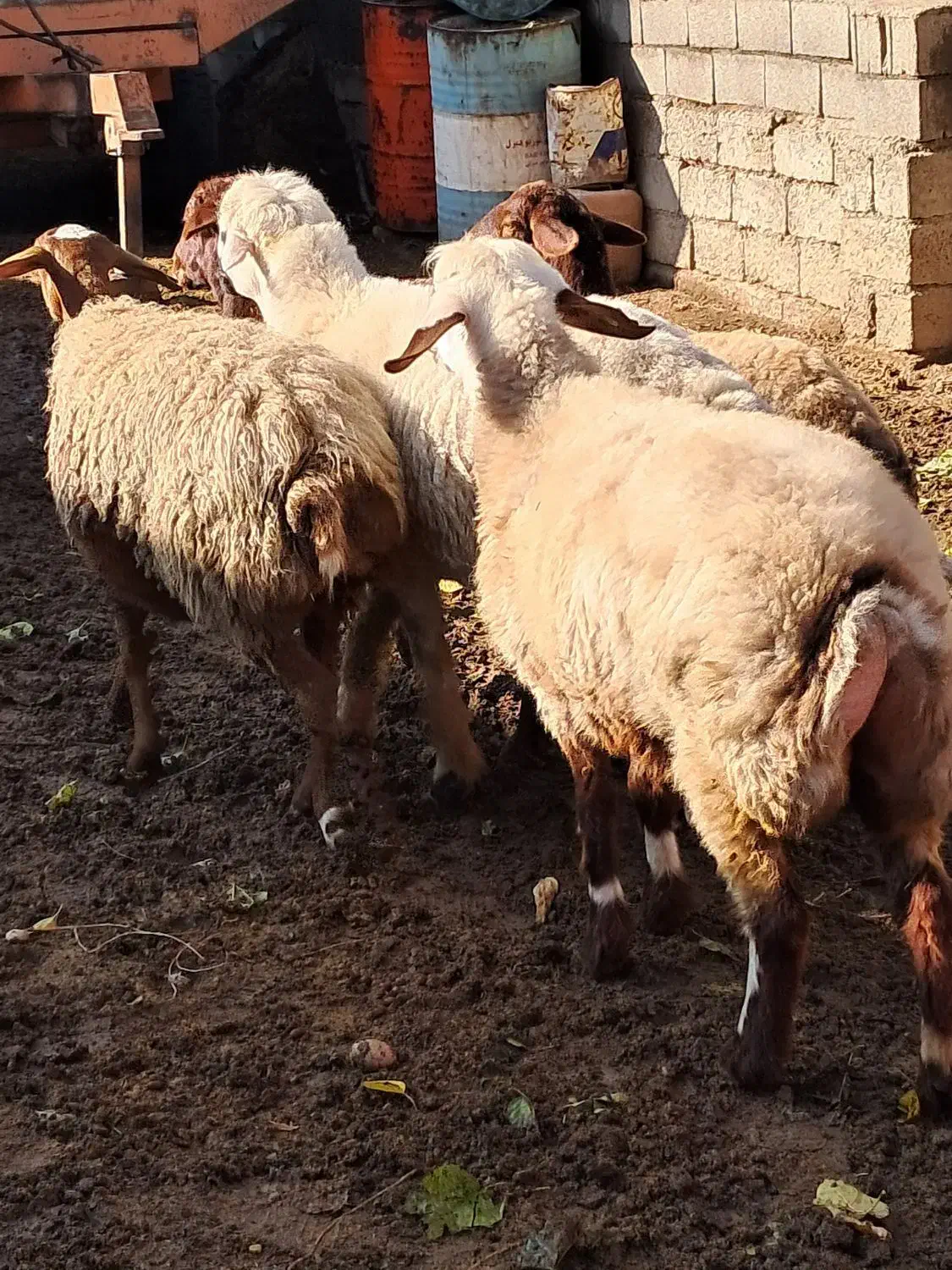 سه راس شیشیک آبستن یه میش چهار شکم و یه قوچ|حیوانات مزرعه|کلاله, |دیوار