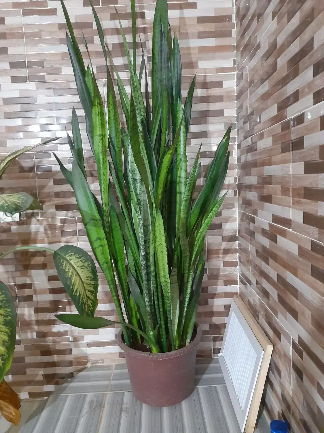 گل با گلدون|گل و گیاه طبیعی|مارگون, |دیوار