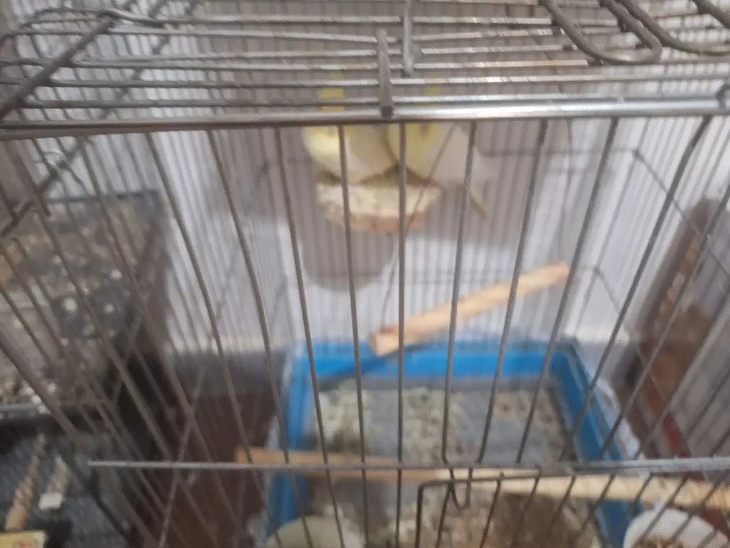 عروس هلندی نر ماده|پرنده|مهران (ایلام), |دیوار