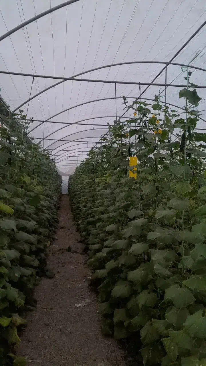 خریدار پروانه گازائیل برای گلخانه سنتی|خدمات باغبانی و درختکاری|زیباشهر, |دیوار