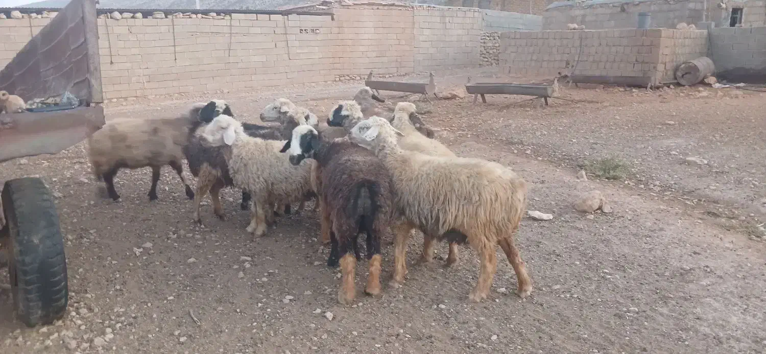 میش|حیوانات مزرعه|میمند, |دیوار