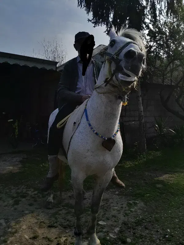 اسب|اسب و تجهیزات اسب‌سواری|شاندرمن, |دیوار