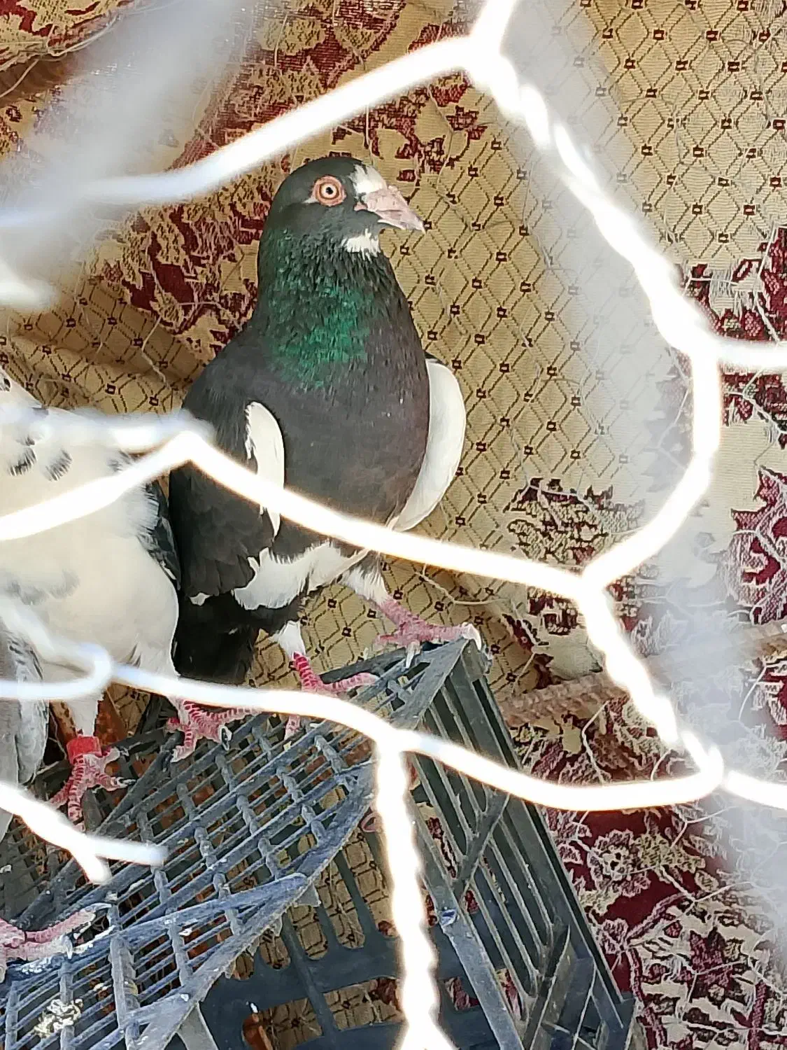 نر‌‌پلنگ‌المانی‌دوچشم‌|پرنده|هامون, |دیوار