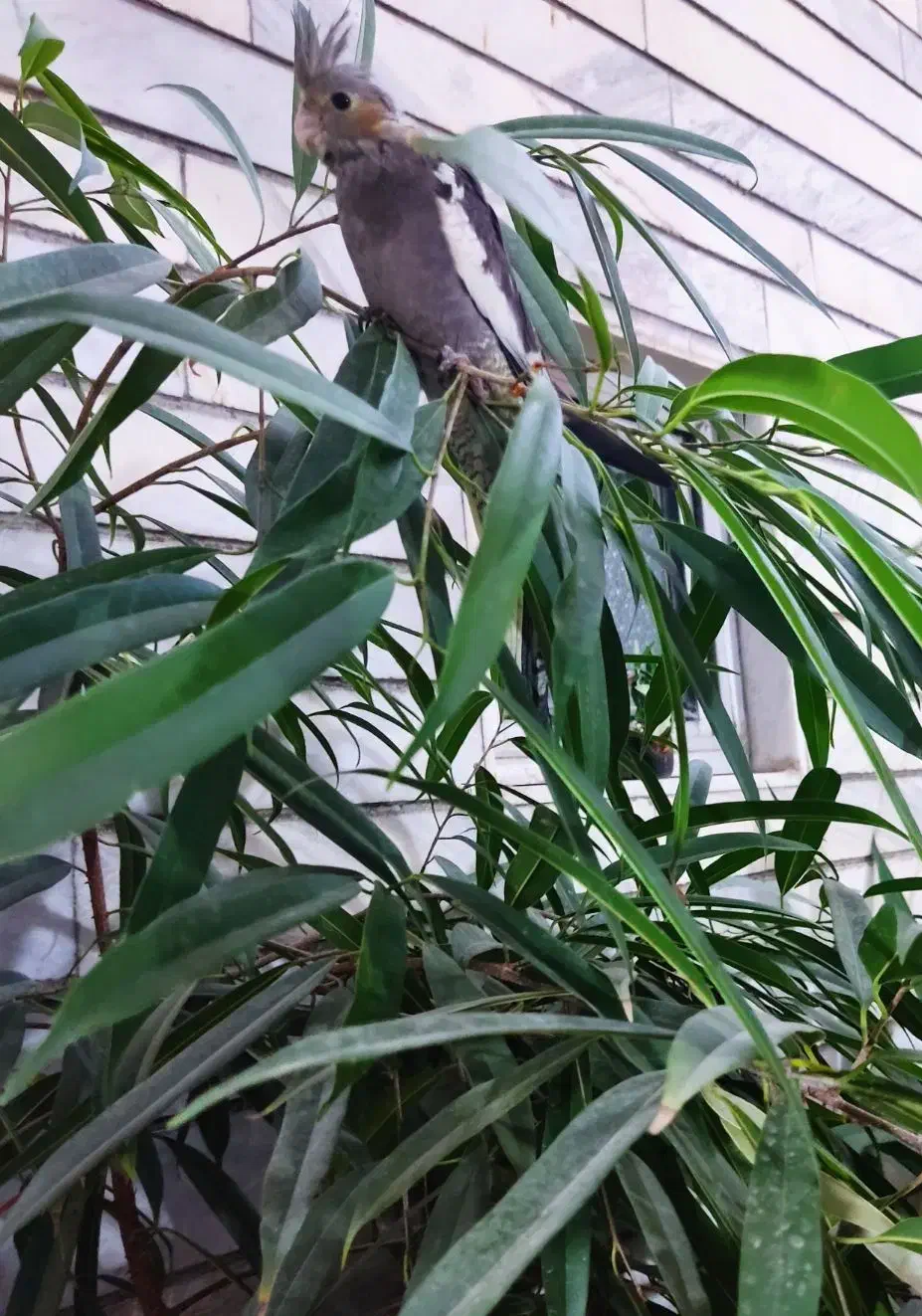 عروس هلندی گمشده|پرنده|جوادآباد, |دیوار