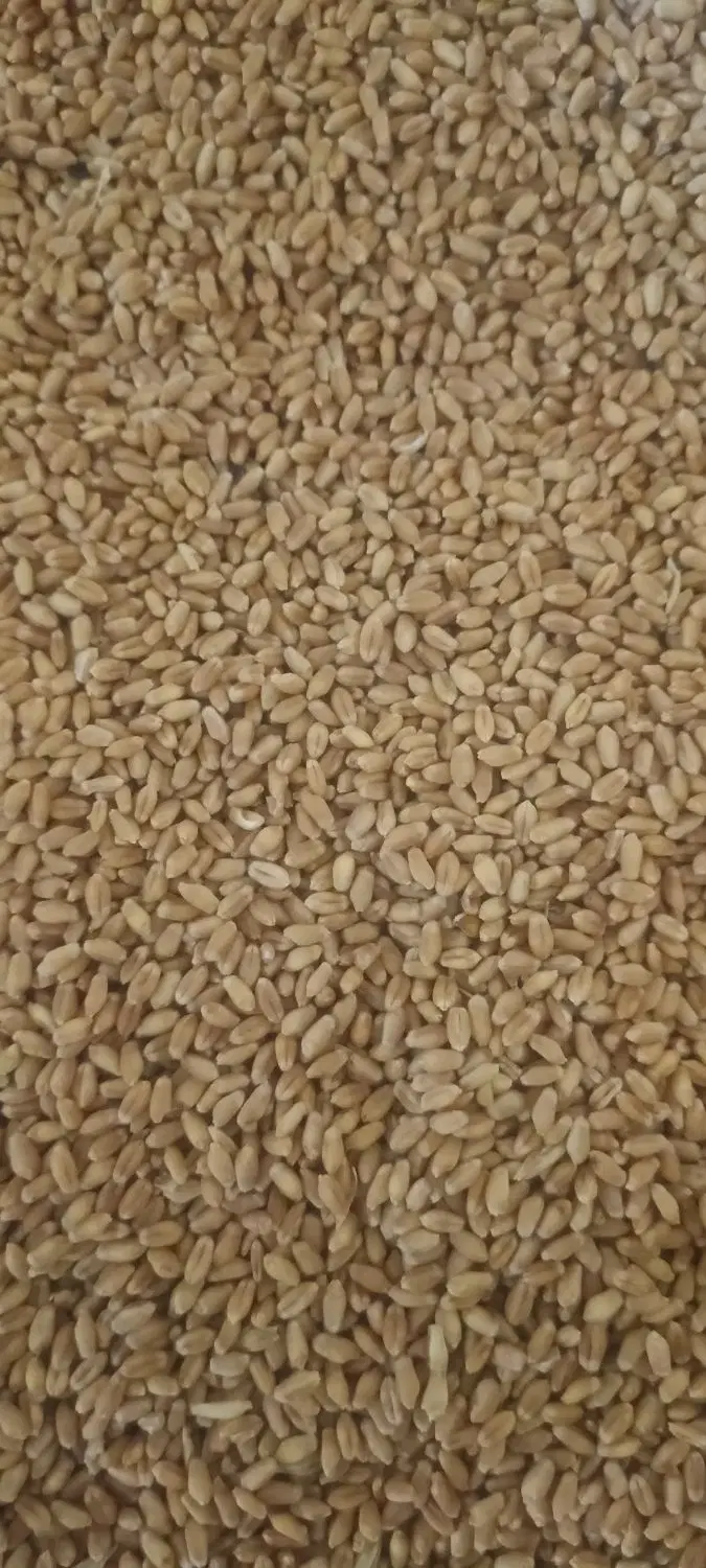 گندم|خدمات باغبانی و درختکاری|شوشتر, |دیوار