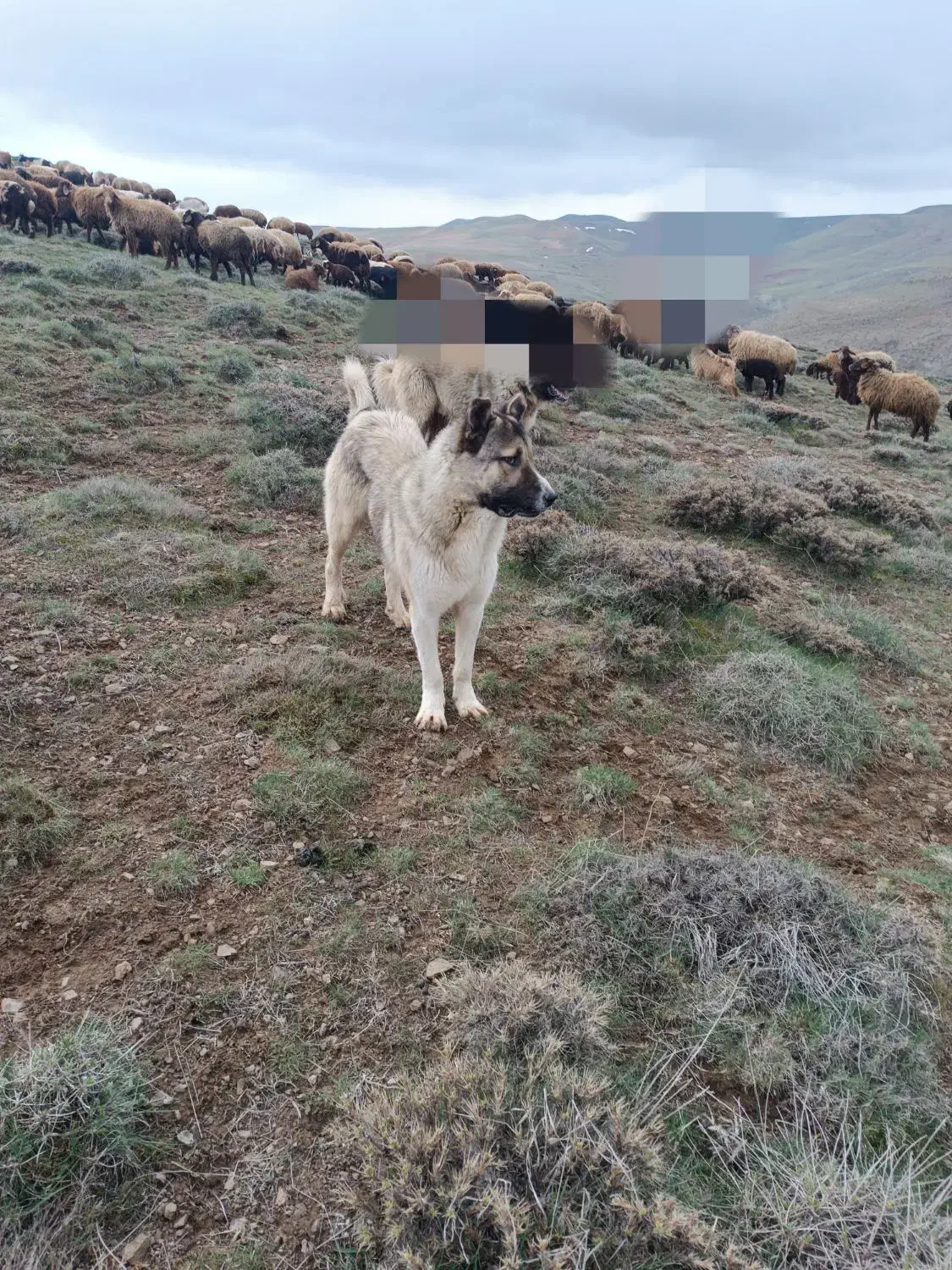 سگ س|سگ|کوثر, |دیوار