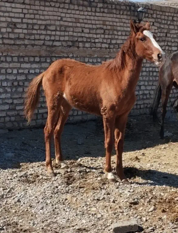 کره نریون|اسب و تجهیزات اسب‌سواری|سیدآباد, |دیوار