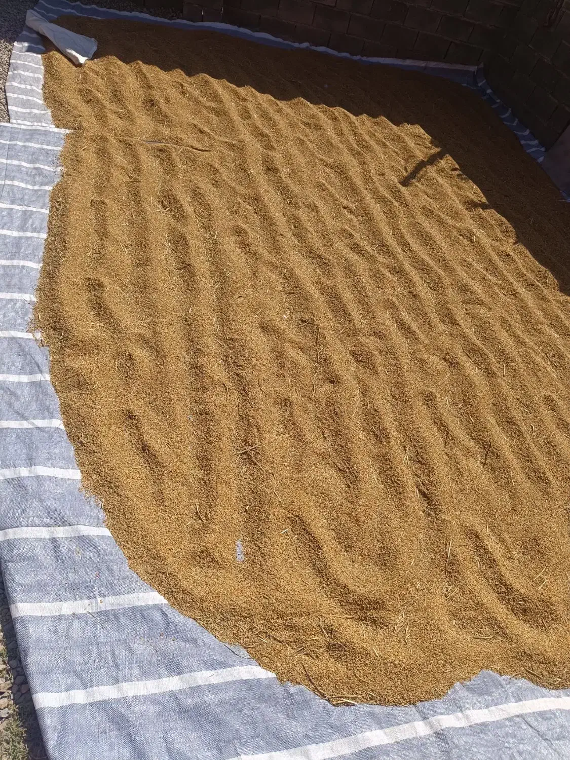 فروش برنج|خوردنی و آشامیدنی|فلارد, |دیوار