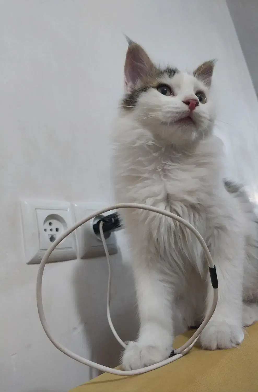 واگذاری دو گربه ۶ و ۷ ماهه|گربه|اراک, |دیوار