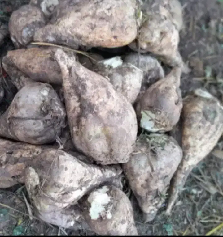 چغندر قند|لوازم جانبی حیوانات|دشتابی, |دیوار