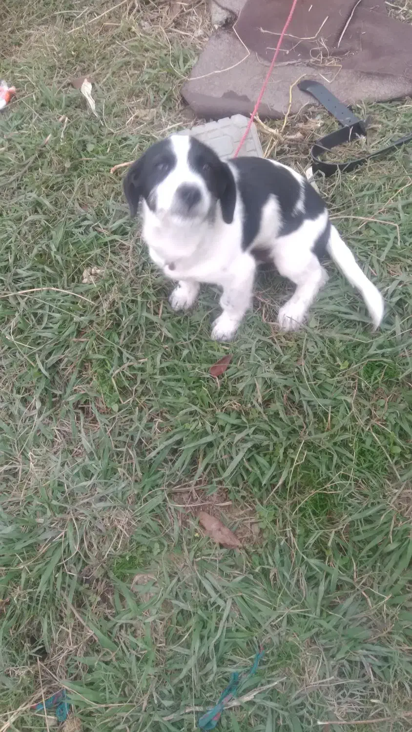 توله سگ پا کوتا|سگ|اسالم, |دیوار