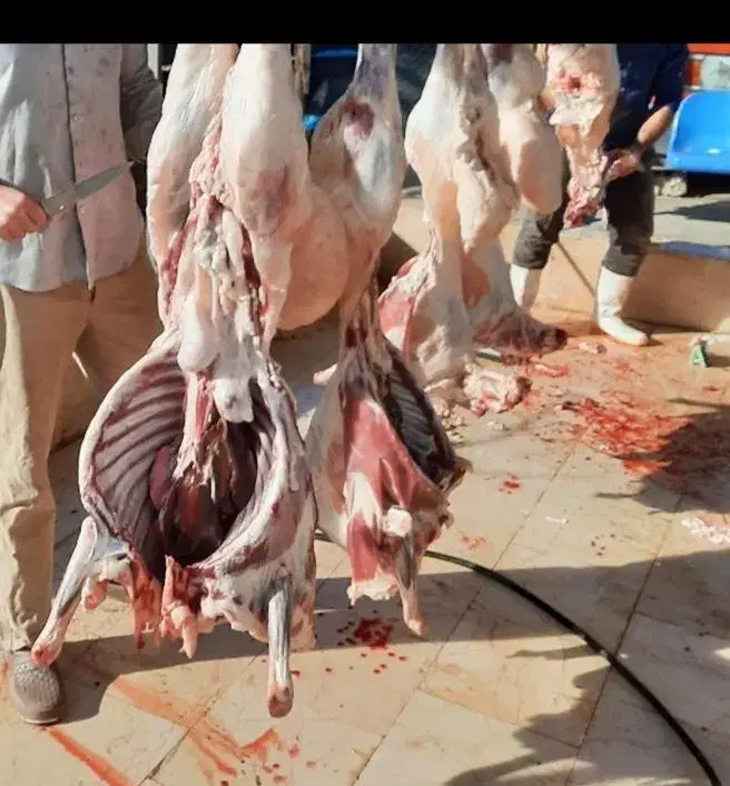 گوسفند زنده گوشت دار شکم خالی تهرانپارس. شهرری|حیوانات مزرعه|تهران, نازی‌آباد|دیوار