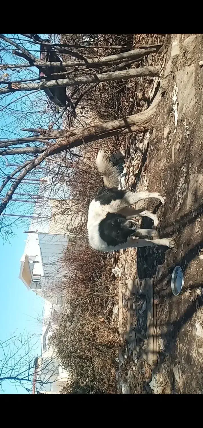 سگ گم شده|حیوانات|الشتر, |دیوار