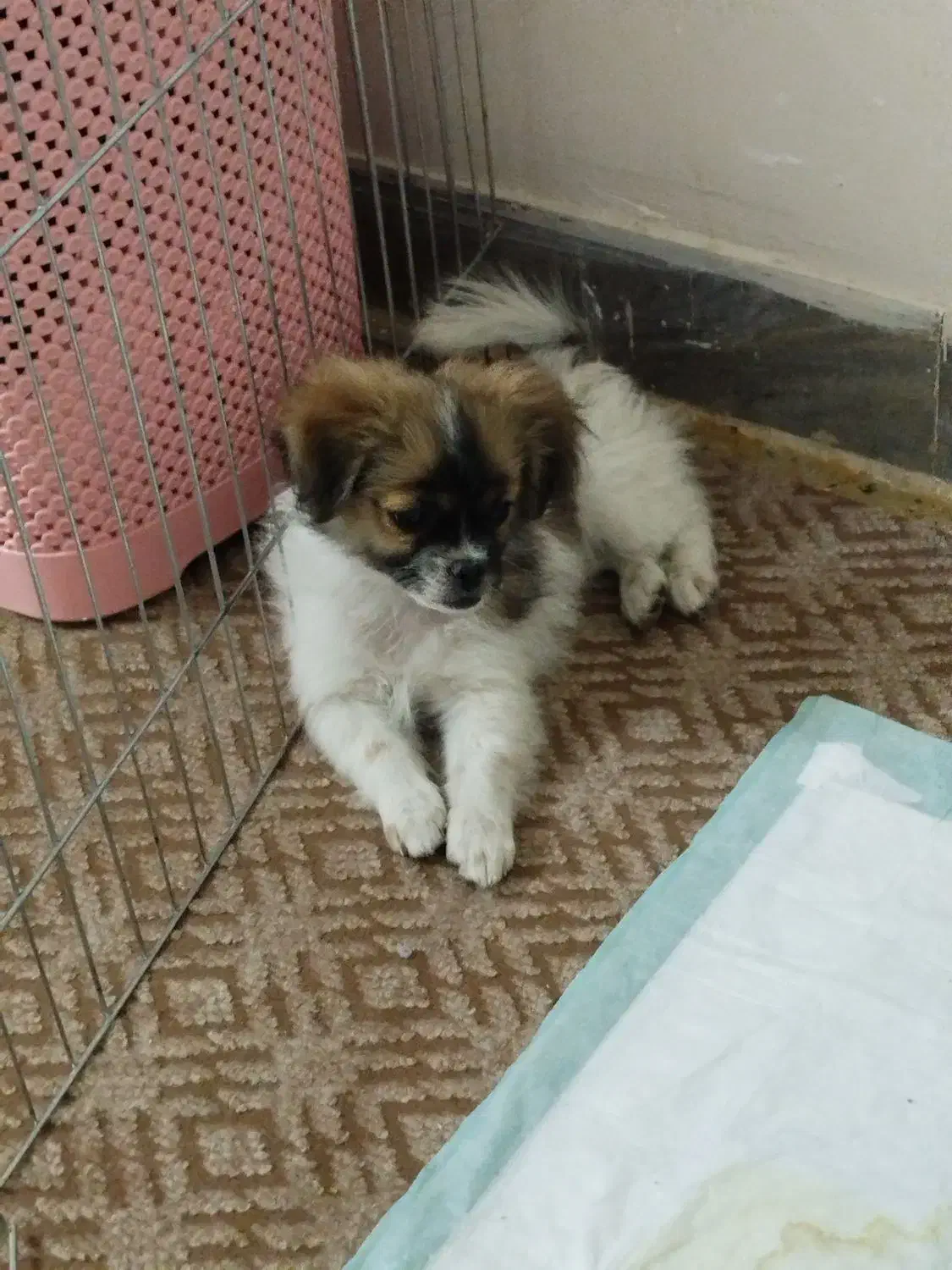 سگ پامر|سگ|زاهدان, |دیوار