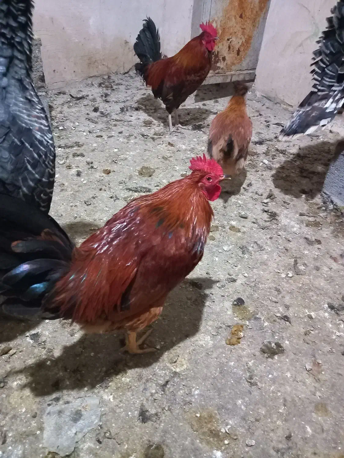 خروس رسمی|حیوانات مزرعه|صالح آباد, |دیوار