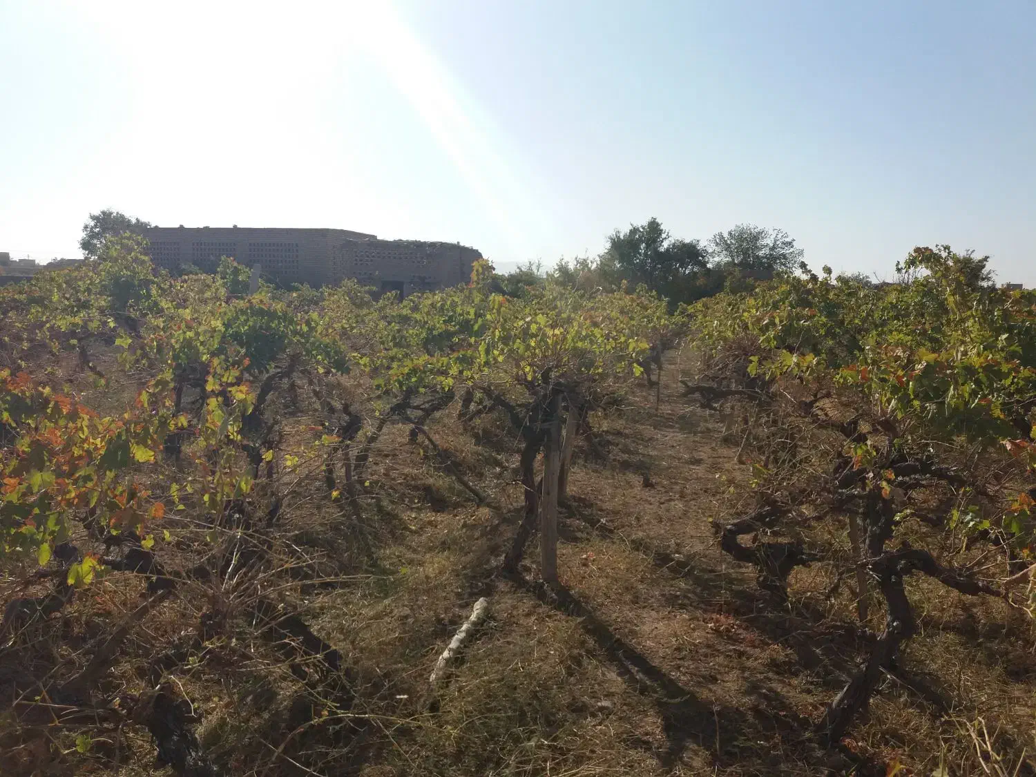 باغ انگوری ملکی ۱۰۰۰ متری روستای مغان|فروش زمین و ملک کلنگی|کاشمر, |دیوار