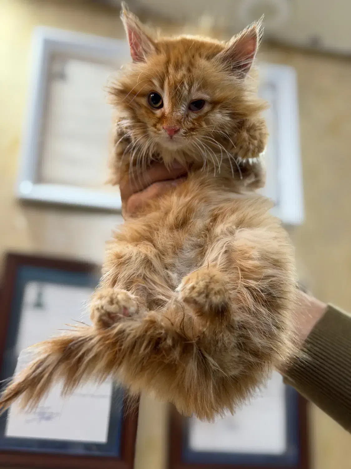 گربه|گربه|تهران, اکباتان|دیوار