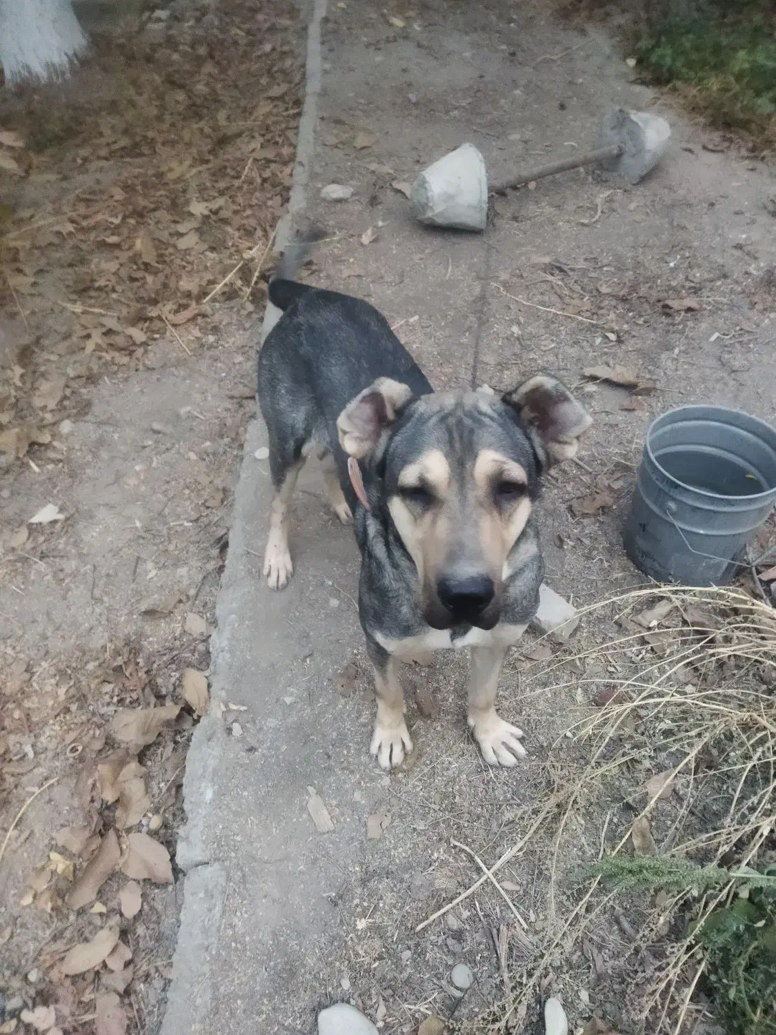 سگ سرابی در خون اصل نگهبان مطمعن|سگ|مشکیندشت, |دیوار