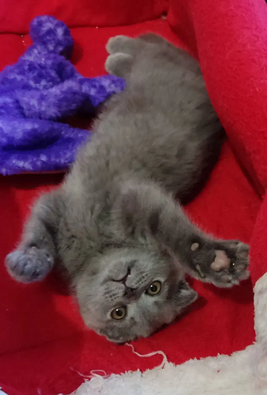 اسکاتیش بلو با اصالت|گربه|کرمان, |دیوار