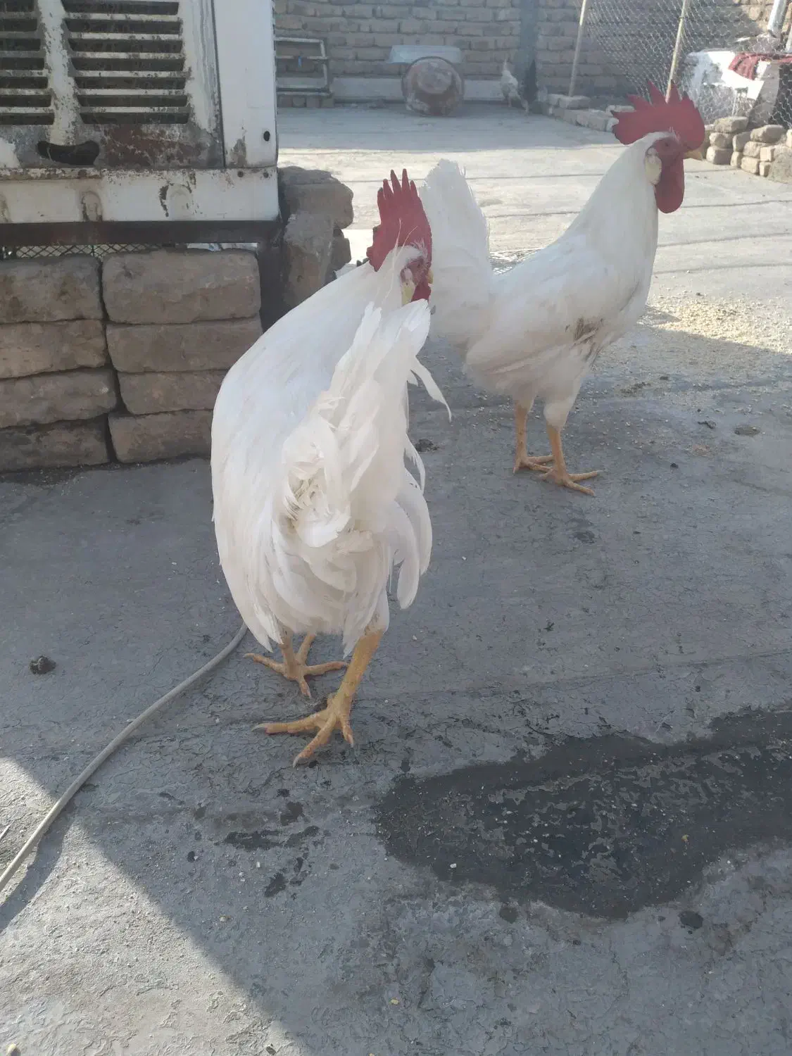 خروس سفید و خوش اندام|حیوانات مزرعه|الوند, |دیوار