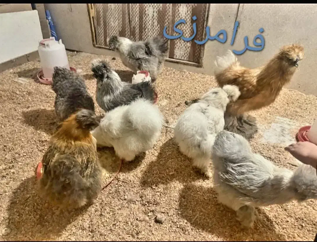 تخم نطفه دار مرغ ابریشمی بالای 85درصد|حیوانات مزرعه|ری, ظهیرآباد|دیوار