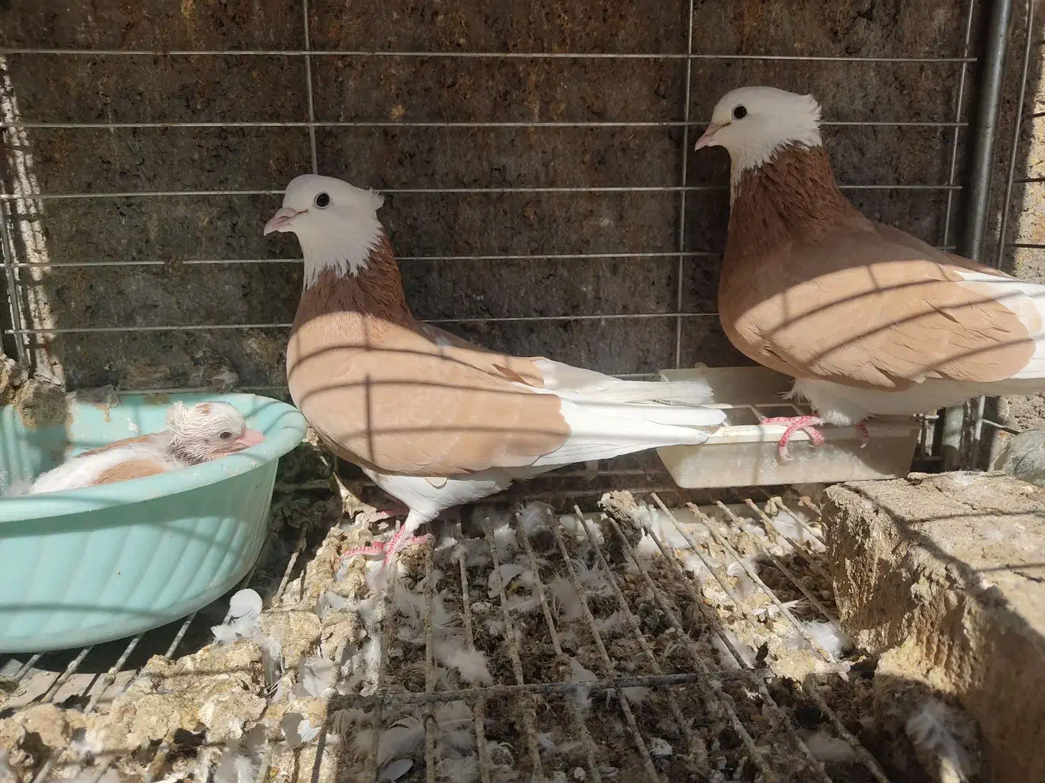 کبوتر شازده|پرنده|اردکان, |دیوار