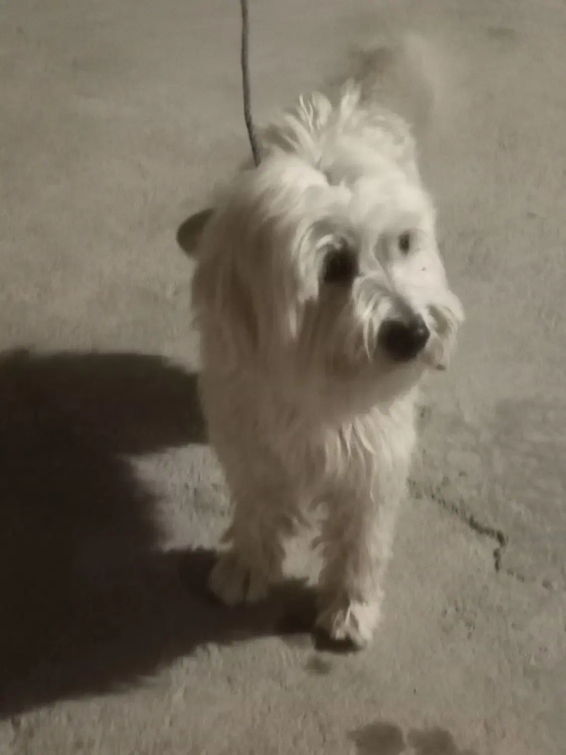 سگ پا کوتاه|سگ|دلیجان, |دیوار