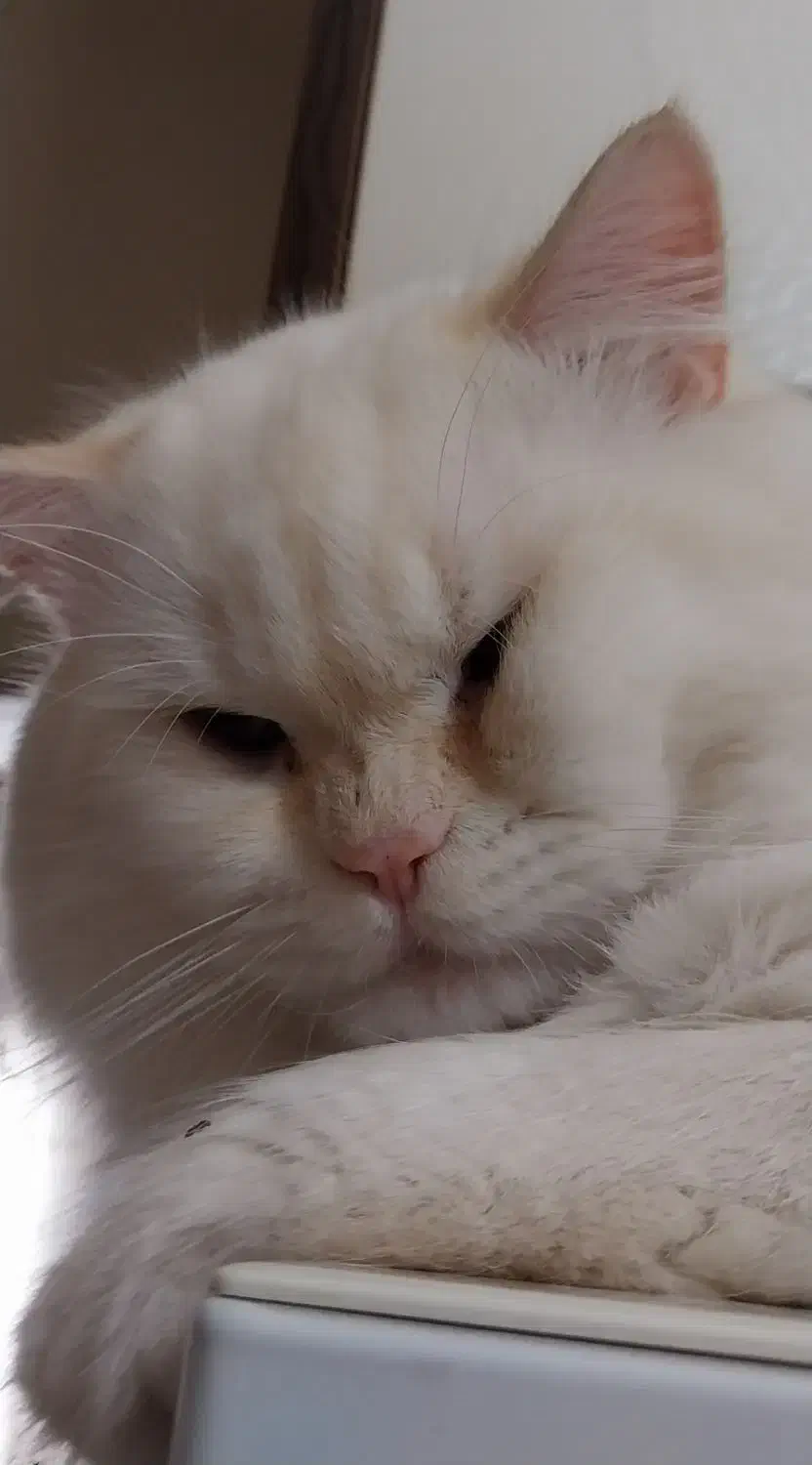 گربه نر میکس پرشین و اسکاتیش ، شناسنامه دار|گربه|تهران, شهرک هما|دیوار