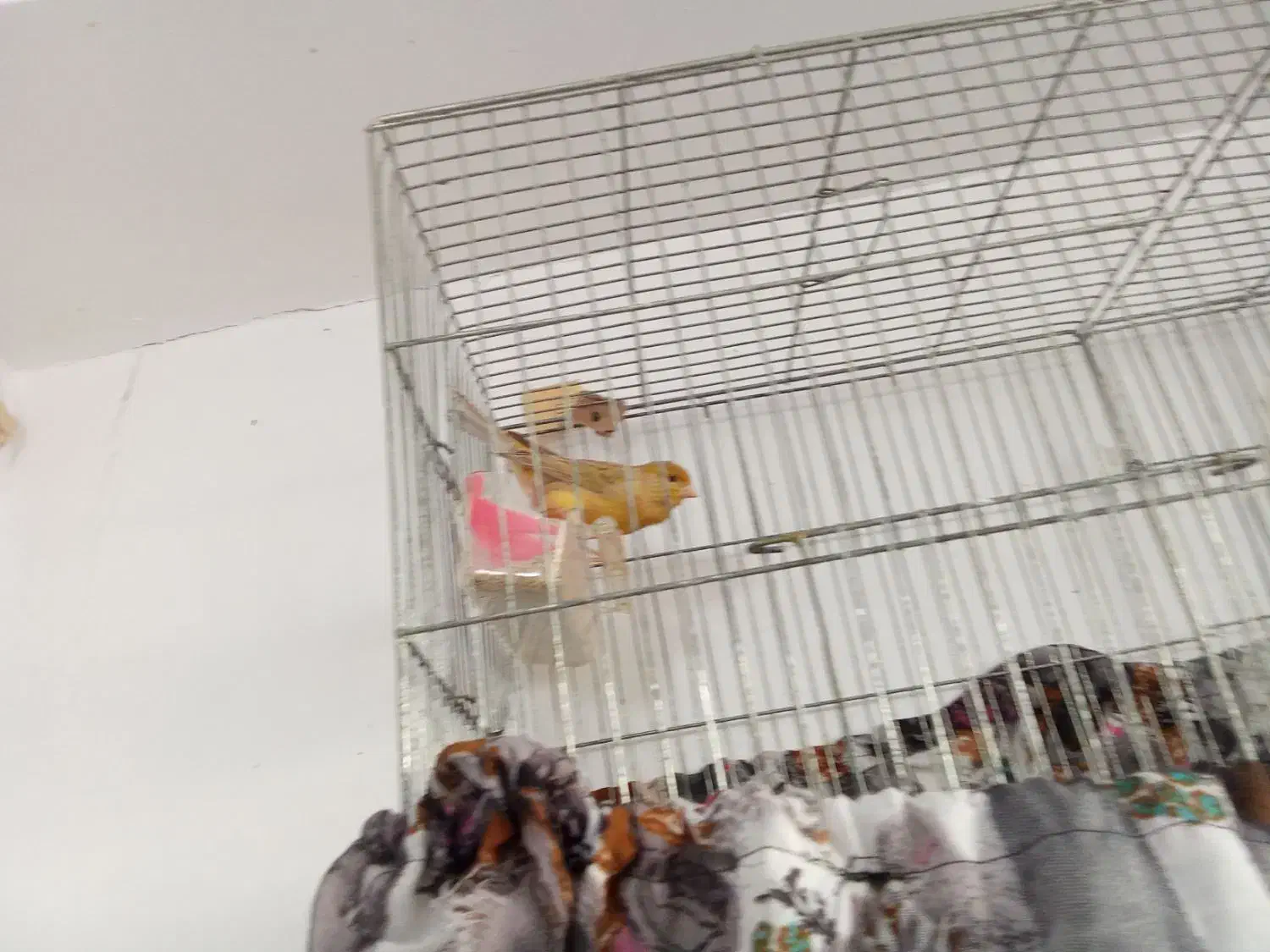 قناری نر بخون|پرنده|شهریار, شهریار|دیوار