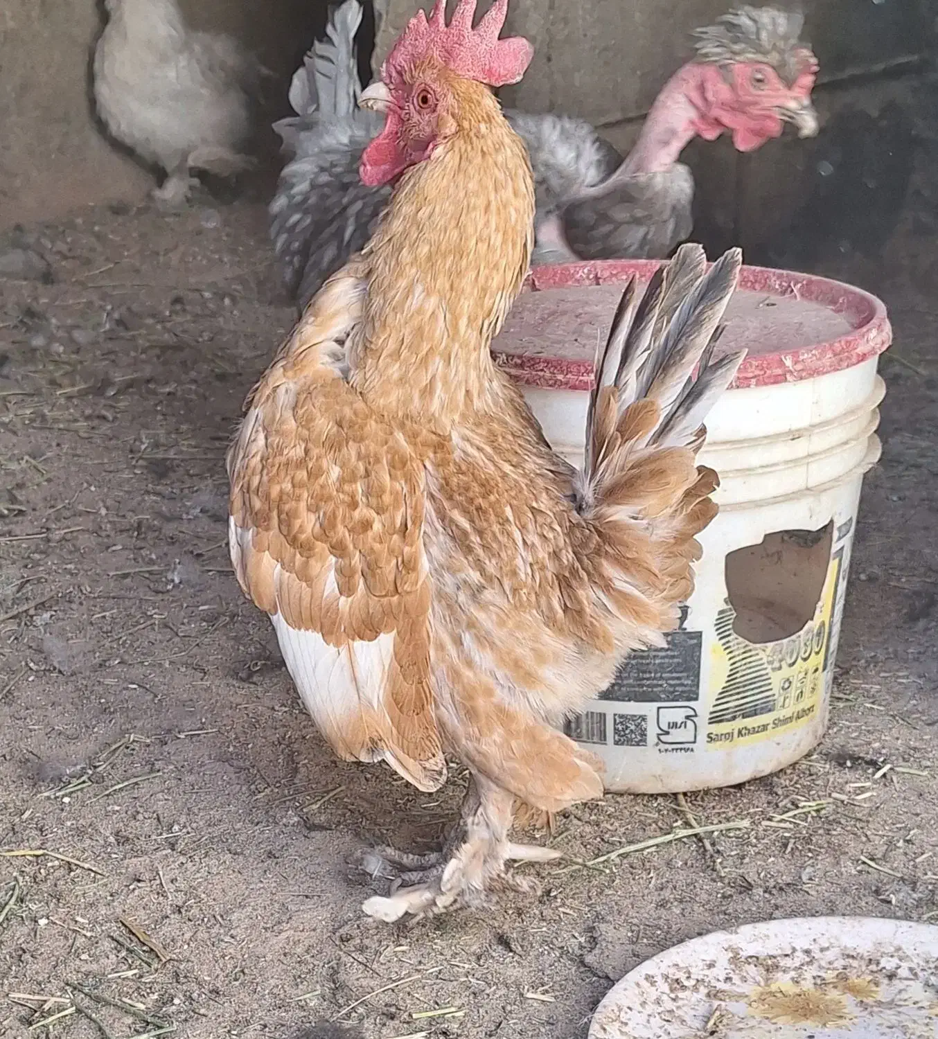 خروس و اردک|حیوانات مزرعه|خوانسار, |دیوار