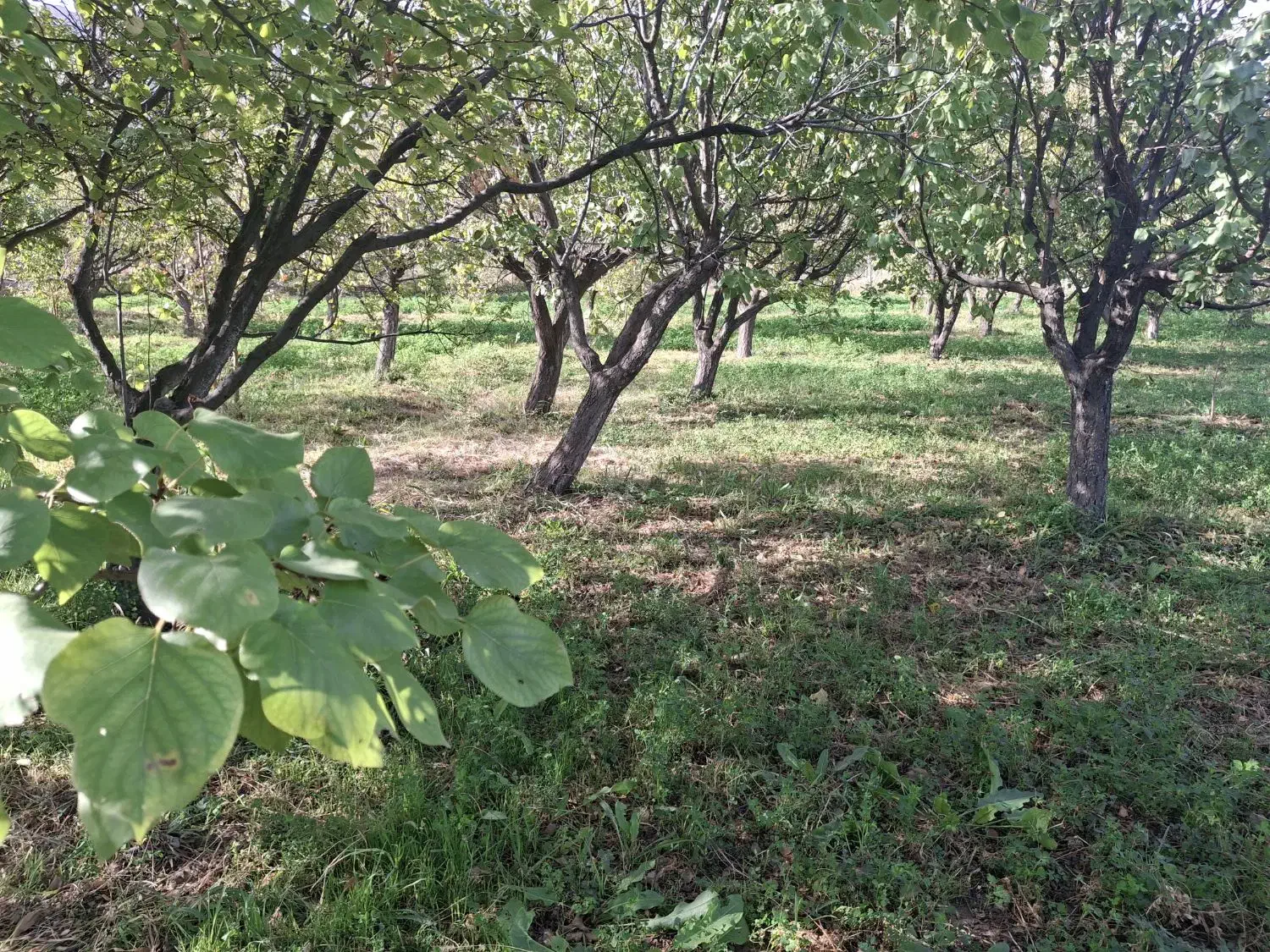 باغ در کنار رود ارس روستای  مارازاد|فروش زمین و ملک کلنگی|جلفا, |دیوار