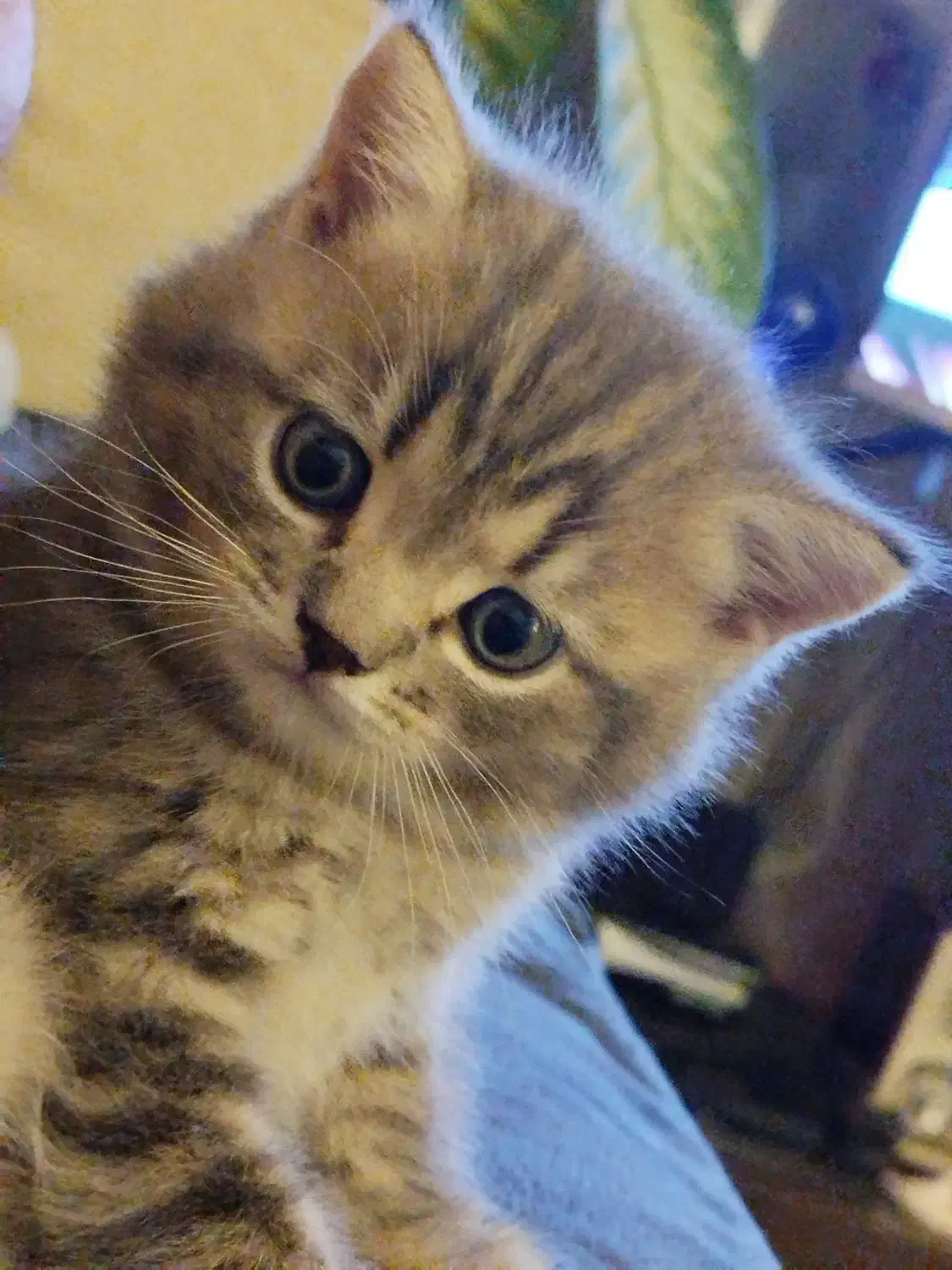 واگذاری گربه اسکاتیش|گربه|اراک, |دیوار