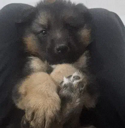 واگذاری توله سگ ژرمن|سگ|چهارباغ, |دیوار