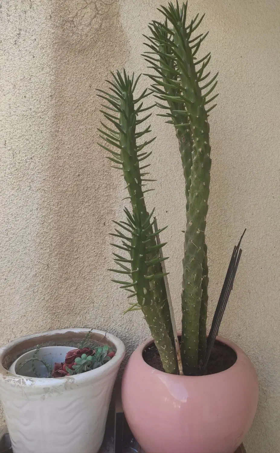 کاکتوس|گل و گیاه طبیعی|سنقر, |دیوار