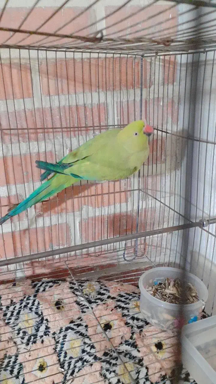 طوطی ملنگو معاوضه با گوشی|پرنده|ملارد, |دیوار