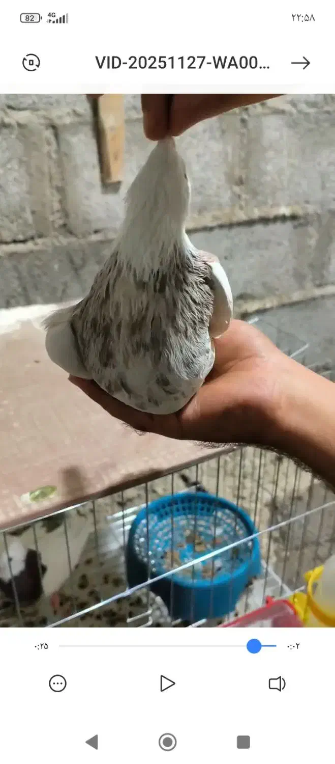 طوقی|پرنده|اشکنان, |دیوار