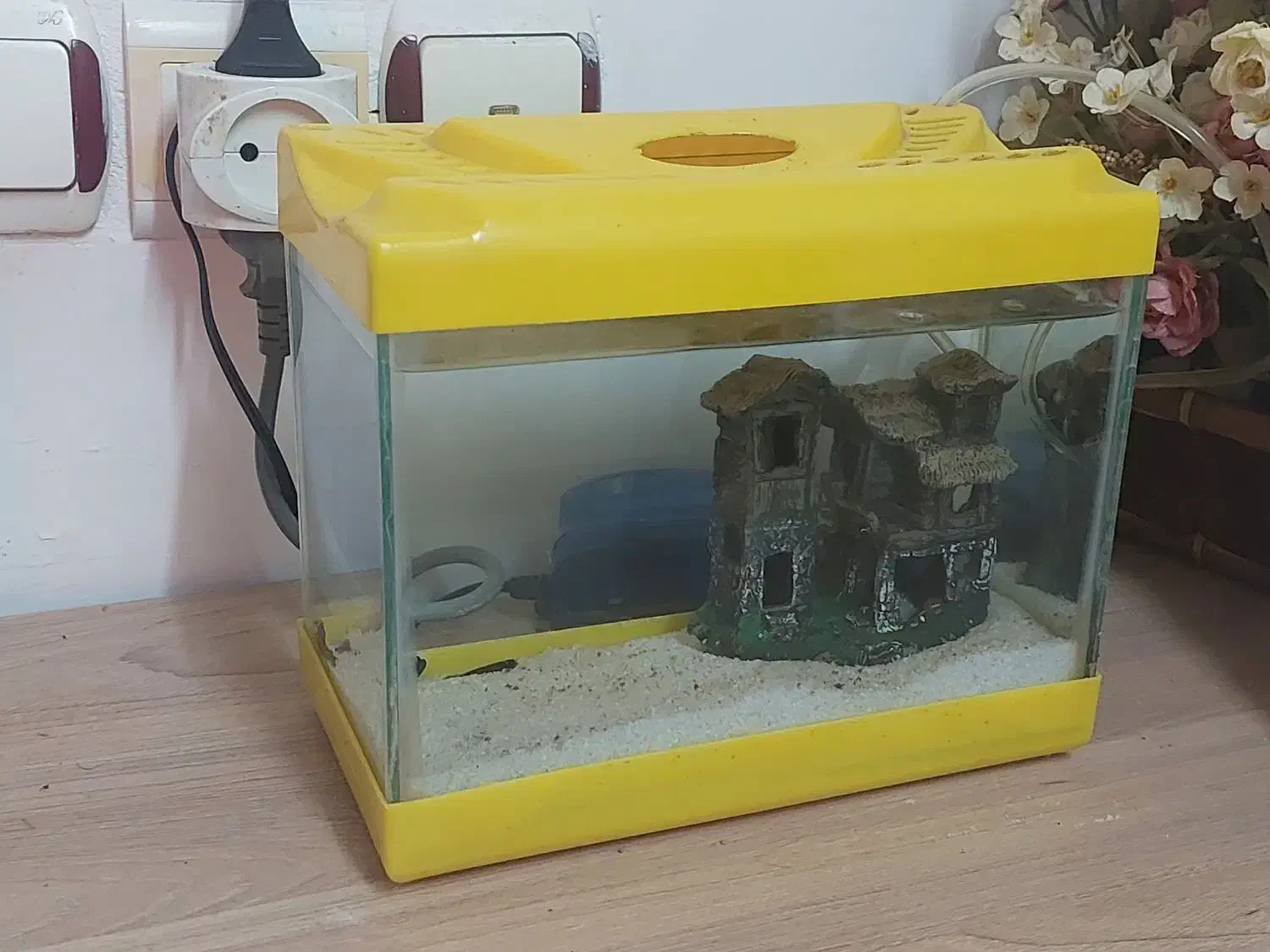 اکواریوم با پمپ|ماهی|بندر انزلی, معلم|دیوار