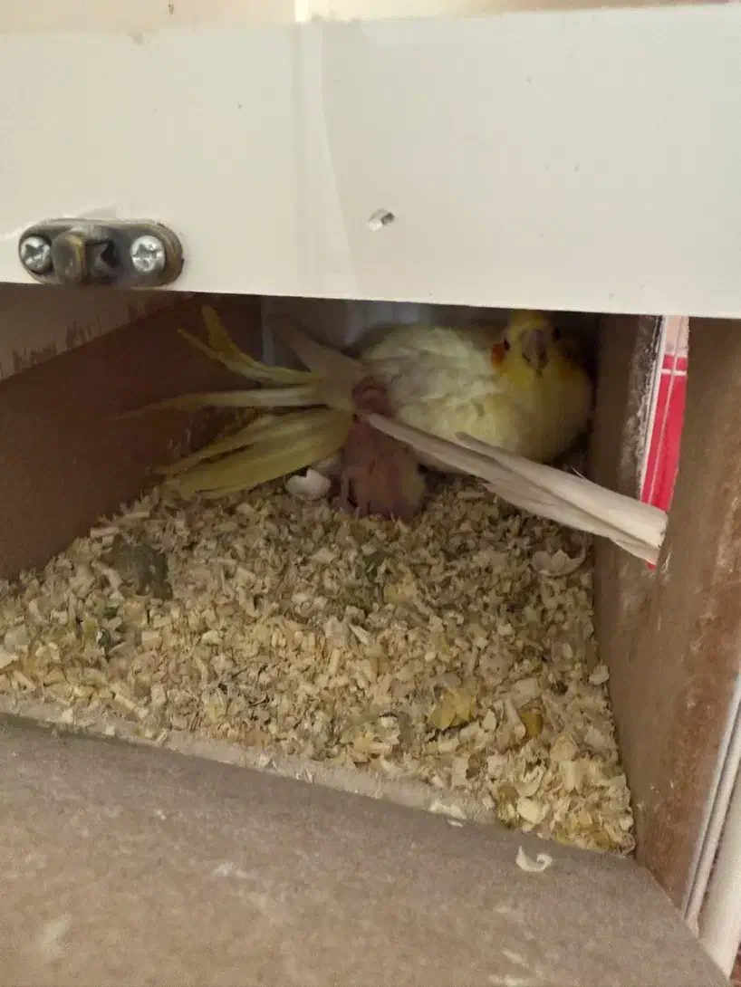 عروس هلندی لوتینو مولد|پرنده|فولادشهر, مسکن مهر فولادشهر|دیوار