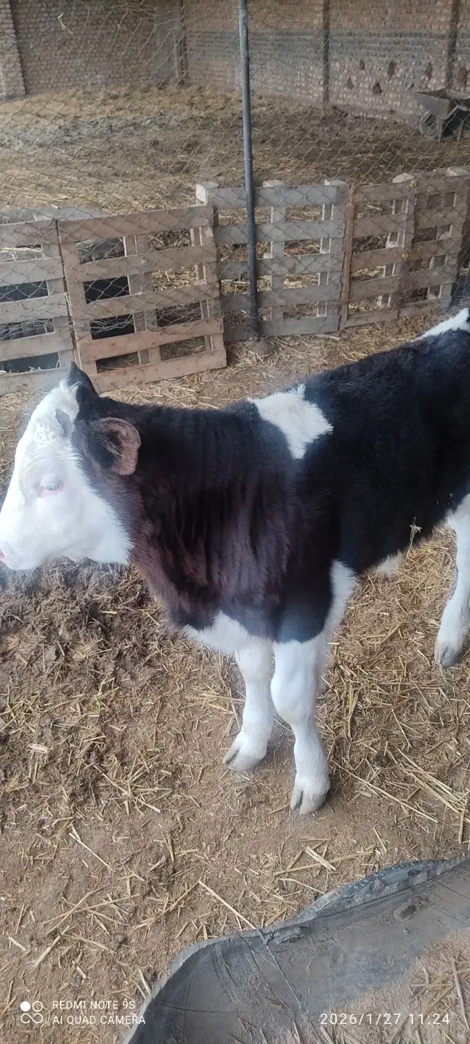 گوساله سیمینتال|حیوانات مزرعه|آق قلا, |دیوار